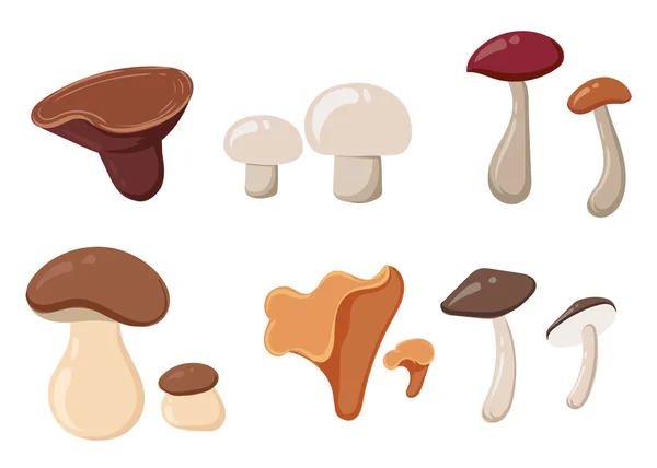 Diferentes tipos de setas, iconos de ilustración vectorial. Boletus aislado sobre fondo blanco colorido colección . — Vector de stock