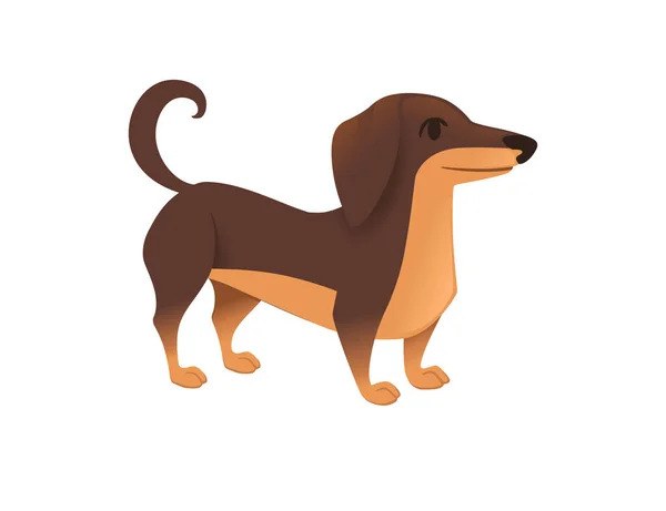 かわいい国内犬のダックスフントは漫画の動物のデザインフラットベクトルイラストを繁殖 — ストックベクタ
