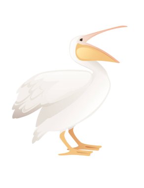 Pelikan cinsi büyük su kuşu çizgi film hayvan tasarımı büyük beyaz kuş turuncu gagalı düz vektör çizimi beyaz arka planda izole.