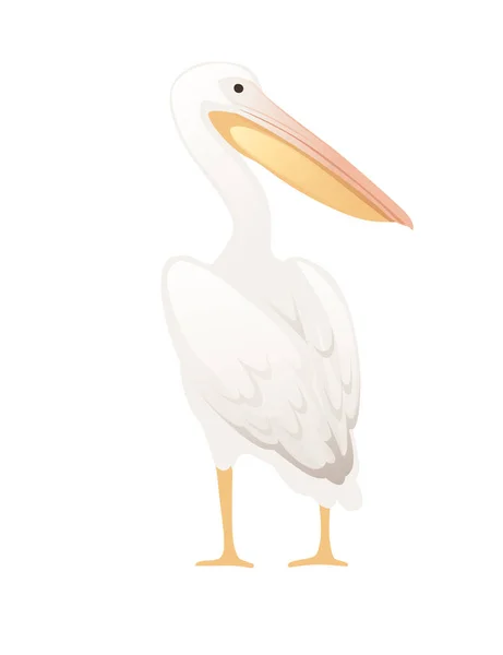 Pelican Genus Large Water Bird Cartoon Animal Design Big White — Stock Vector