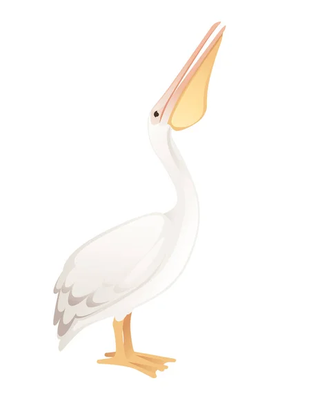 Pelikan Cinsi Büyük Kuşu Çizgi Film Hayvan Tasarımı Büyük Beyaz — Stok Vektör