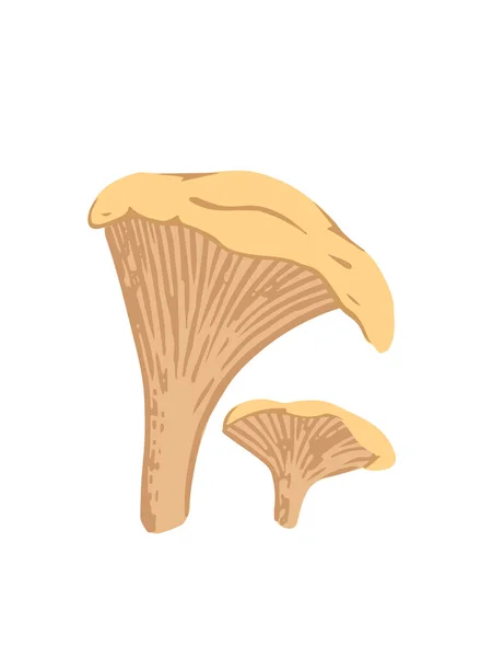 Grupo Chanterelle Cogumelo Fresco Comestível Orgânico Fungo Vegetariano Planta Plana —  Vetores de Stock