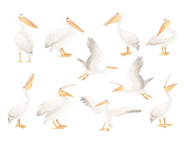 Pelican Genus Large Water Bird Cartoon Animal Design Big White — Vetor de Stock