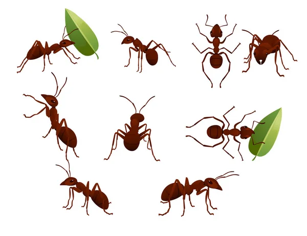 Set of cute brown ant holding a green leaf cartoon bug animal design vector illustration isolated on white background — Stock Vector