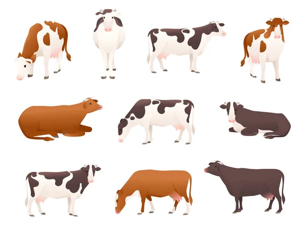 Sada mléčného skotu simmental a ayrshire kráva skvrnitý domácí savec zvíře kreslený design vektor ilustrace na bílém pozadí — Stockový vektor