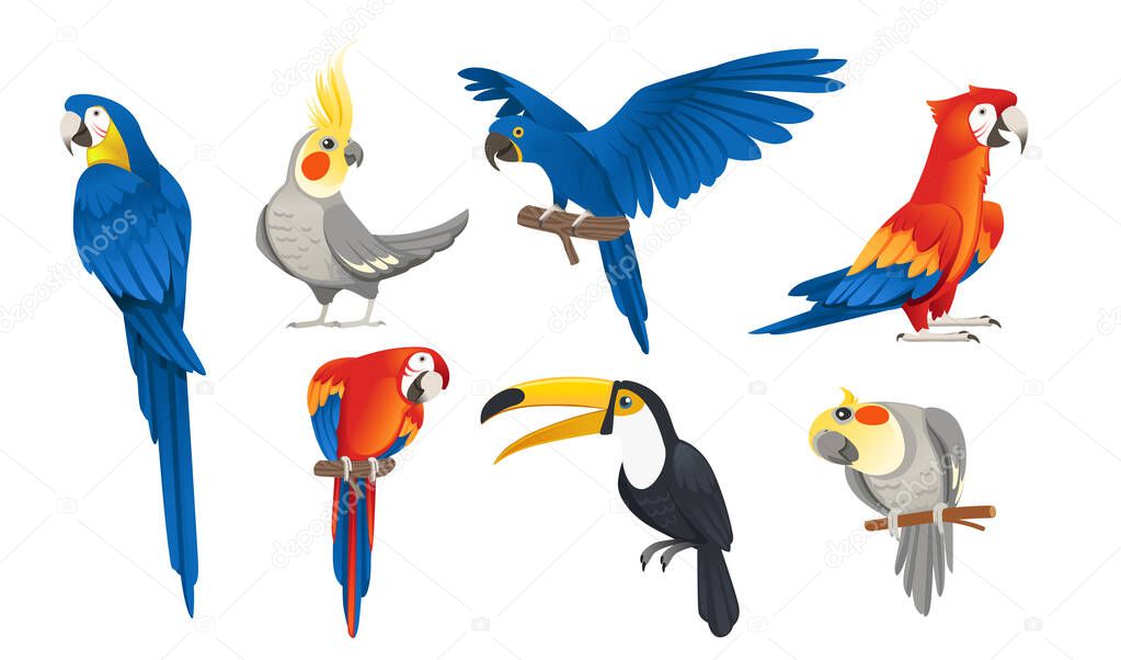 Set of exotic parrot birds cartoon animal design tropical fauna vector illustration on white background