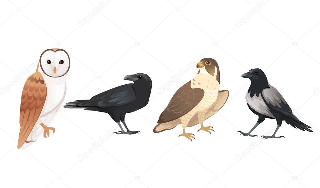 Set of forest birds owl raven hawk and crow cartoon animal design vector illustration on white background.