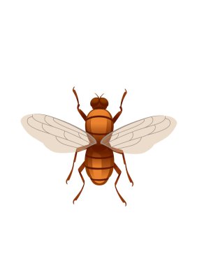 Beyaz arkaplan görünümünde Midge uçan böcek karikatür sineği tasarımı vektör çizimi çizimi