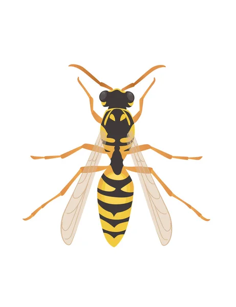 ワスプ空飛ぶ危険性昆虫漫画ワスプデザインベクトルイラスト上から見た白い背景 — ストックベクタ