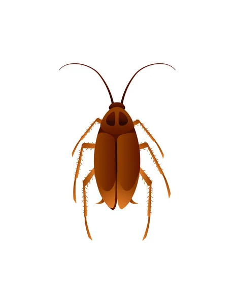 Ilustrasi top view pada kartun kecoa serangga domestik gambar vektor desain serangga terisolasi pada latar belakang putih - Stok Vektor