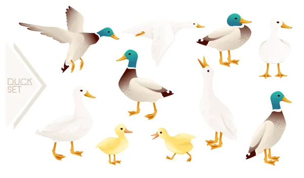 Set van schattige wilde eend schattig vliegende gans cartoon dier ontwerp vector illustratie op witte achtergrond — Stockvector