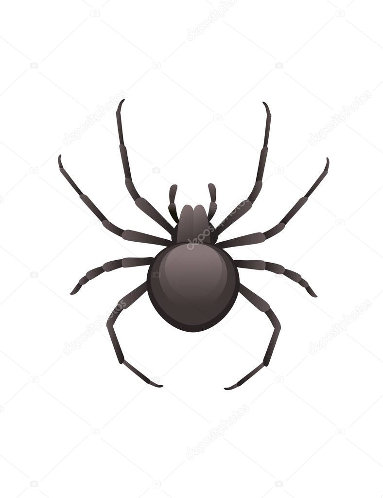 Top view illustration on spider cartoon insect black spider design vector illustration isolated on white background