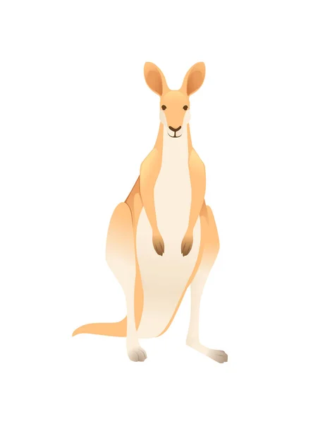 Cute adult kangaroo australian animal cartoon animal design vector illustration isolated on white background — Stock Vector