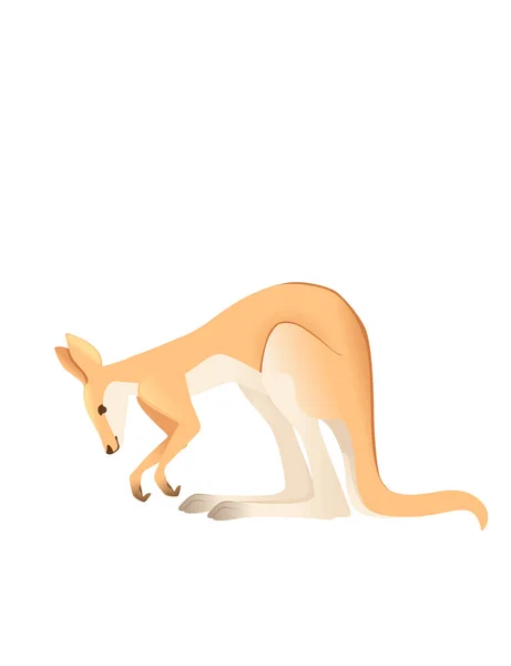 Милий дорослий кенгуру австралійський дизайн тварин мультфільм Векторні ілюстрації ізольовані на білому тлі — стоковий вектор