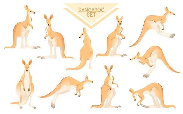 Set Von Niedlichen Erwachsenen Känguru Australischen Tier Cartoon Tier Design — Stockvektor