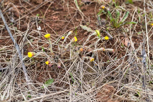 Sarı dandelions bloom — Stok fotoğraf