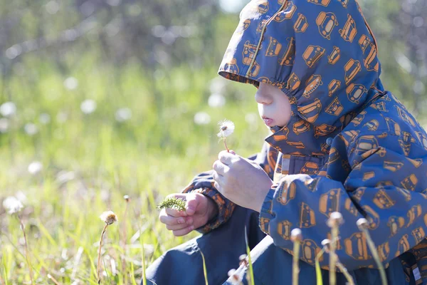 Niño soplando diente de león —  Fotos de Stock