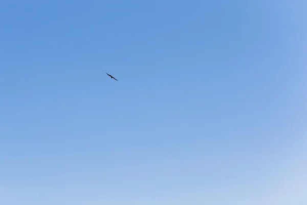 Silhouette of birds in sky — Stock Photo, Image