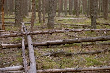 Çam ormanında devrilmiş çam ağaçları yeşil çimenler, yakın görüş, kereste endüstrisi.