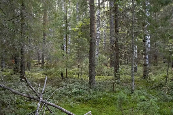 Forest landscape with pine trees, birch trees and green grass, camera in motion. — Stock Photo, Image