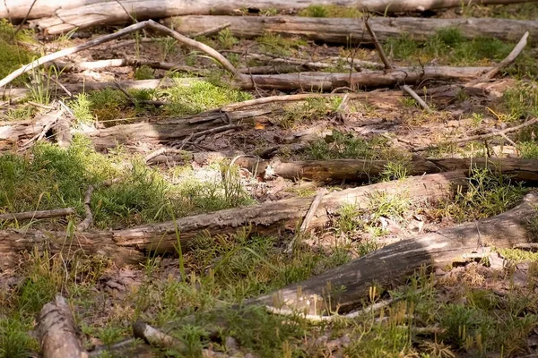 Fallen pine trees in pine forest on green grass, closeup view, timber industry.