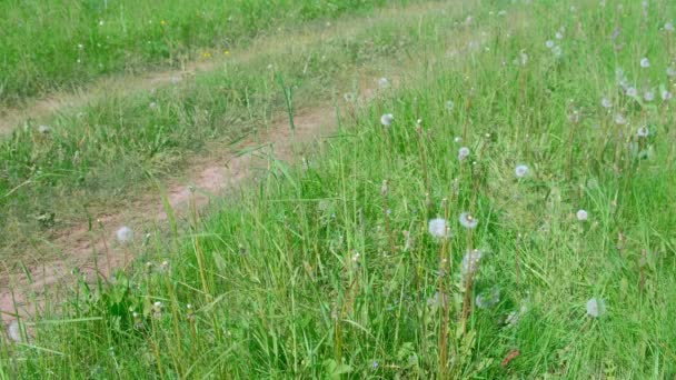 Feldweg mit grünem Gras im Dorf am Sommertag in wilder Landschaft. — Stockvideo