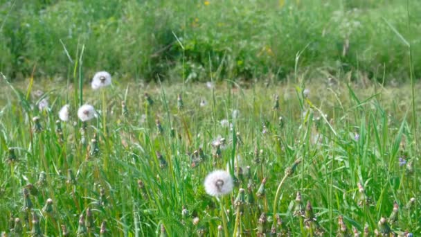 Campo salvaje con hierba verde y flores de diente de león blanco en el día de verano. — Vídeo de stock