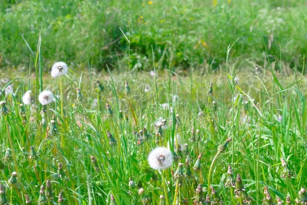 Дикое поле с зеленой травой и белыми одуванчиками цветы в летний день. — стоковое фото