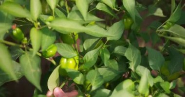 Kadın bahçıvan serada taze biber yetiştiriyor, yakın çekim manzaralı..