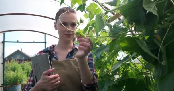 Agronomist kobieta przeprowadza inspekcję ogórków i umieszcza wskaźniki w tabletce. — Wideo stockowe