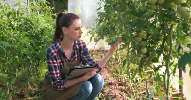 Agronomist kobieta przeprowadza inspekcję pomidorów i umieszcza wskaźniki w tabletkach. — Wideo stockowe