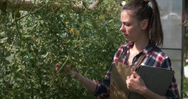 Agronomist woman conducts inspection of tomatoes with tablet in greenhouse. — Stock Video