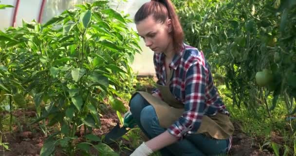 Woman gardener is working in greenhouse weeds and loosens ground with a shovel. — Stock Video