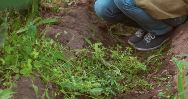 Vrouw tuinier werkt in kas onkruid en maakt grond los met een schop. — Stockvideo