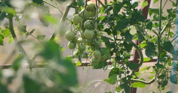 Niedojrzałe zielone pomidory organiczne na gałęziach w szklarni, widok z bliska. — Wideo stockowe