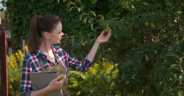 Agronomist kadın armut ağacını denetliyor ve tablete göstergeler koyuyor.. — Stok video