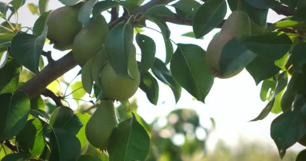 Omogna gröna ekologiska päron på trädgrenarna i fruktträdgården, närbild. — Stockvideo
