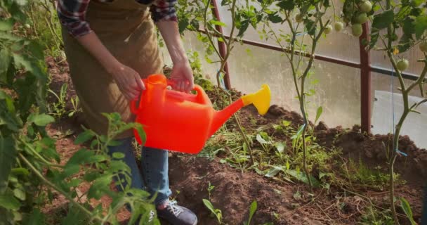 Woman gardener watering tomatoes in greenhouse using watering can, closeup view. — Stock Video