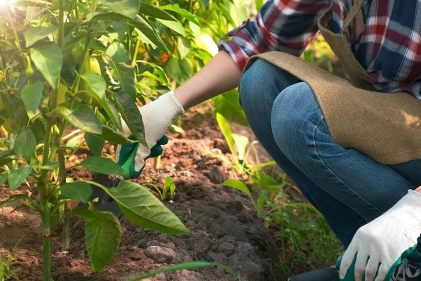 Mujer jardinero está trabajando en las malas hierbas del invernadero y afloja el suelo con una pala. — Foto de Stock