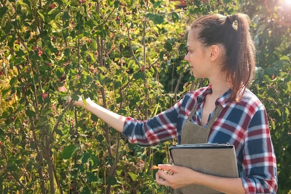 Агрономічна жінка проводить огляд ягідного дерева і кладе індикатор в таблетку . — стокове фото