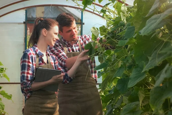 Agrónomos mujer y hombre con tableta trabajando en invernadero con pepinos. — Foto de Stock