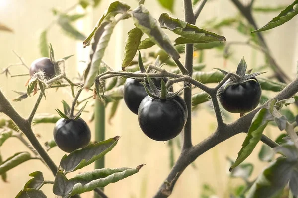 Черные органические помидоры на ветвях в теплице, вид крупным планом. — стоковое фото