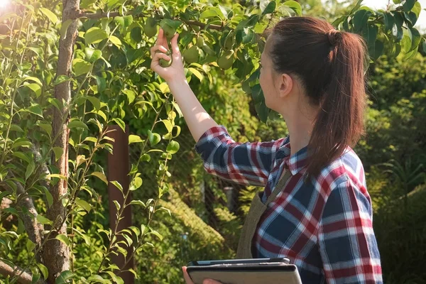 Agronomist woman conducts inspection of pear tree and puts indicators in tablet. Royalty Free Stock Images