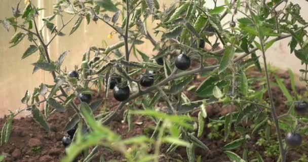 Tomates bio noires sur les branches en serre, vue rapprochée. — Video
