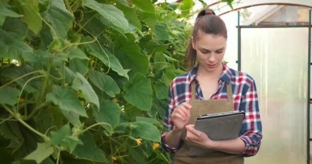 Agronomka s tabletem pracující ve skleníku a dívající se do kamery. — Stock video