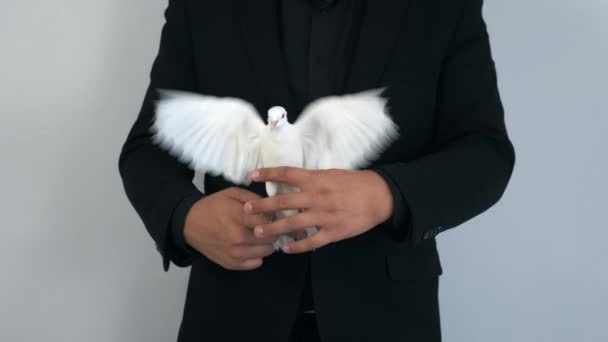 Hands of magician is making trick with white pigeon bird, closeup view. — Stock Video