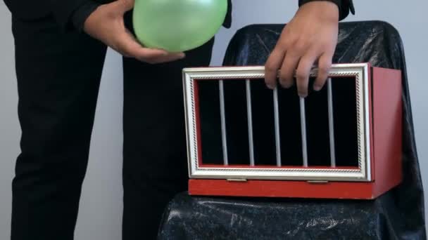 Bűvész, hogy trükk fehér nyúl jelenik meg a dobozban a léggömb. — Stock videók