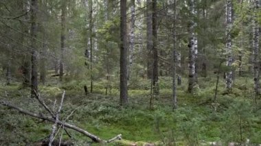 Çam ağaçları, huş ağaçları ve yeşil çimlerle kaplı orman manzarası, hareket halindeki kamera.