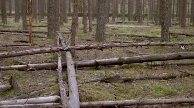 Çam ormanında devrilmiş çam ağaçları yeşil çimenler, yakın görüş, kereste endüstrisi.