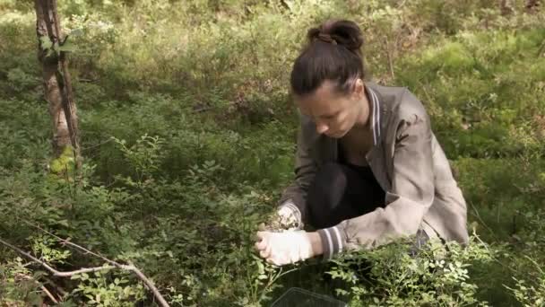 戴手套的女人在野林里用塑料容器采摘蓝莓. — 图库视频影像